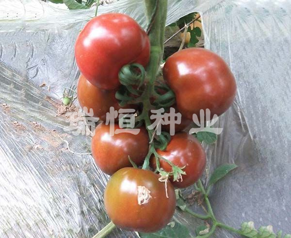 黑圆