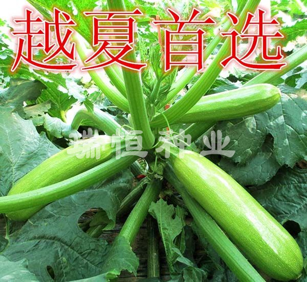 丰收1号