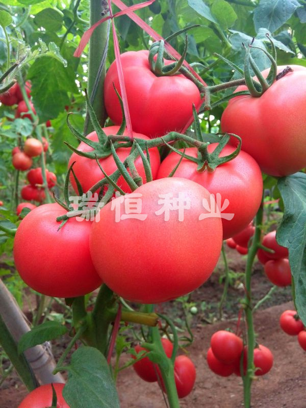 同悦160