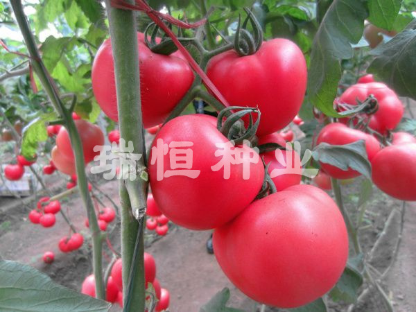 冬悦