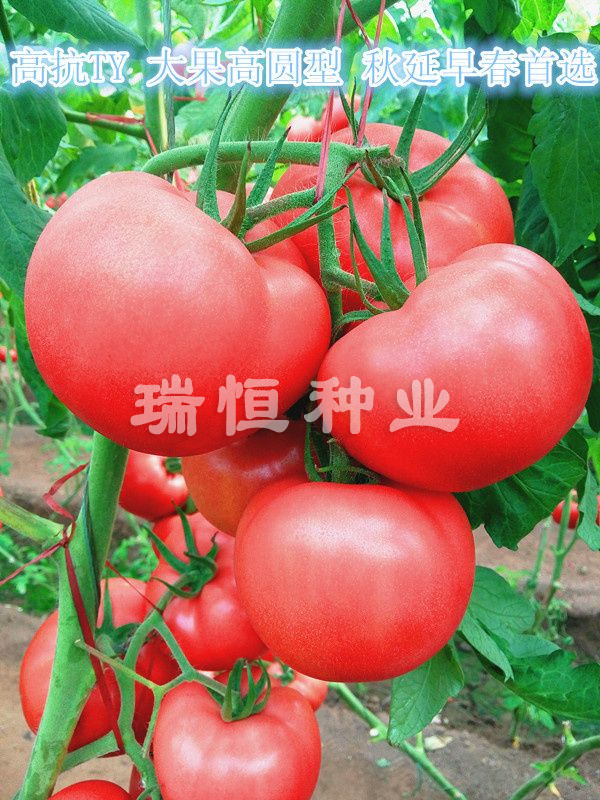 瑞恒116