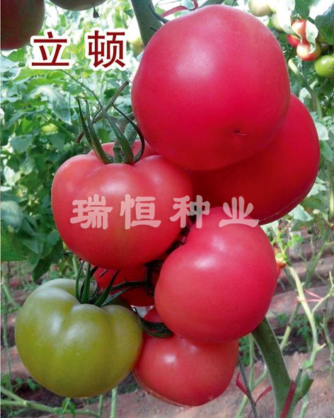 立顿