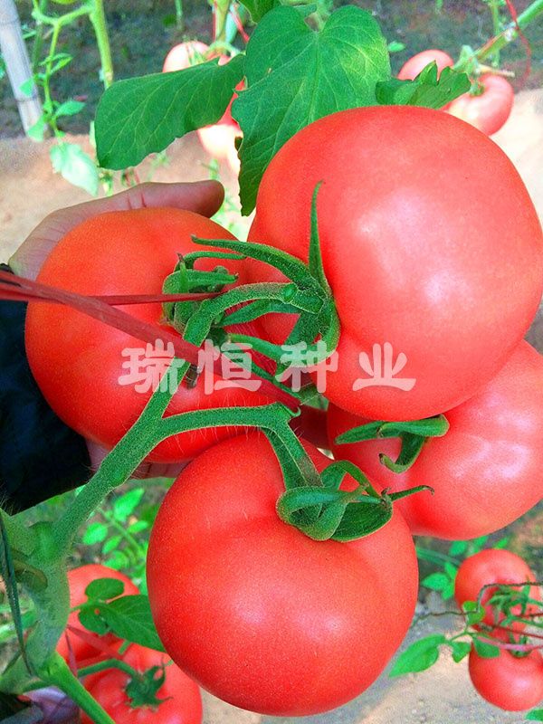 冬粉108