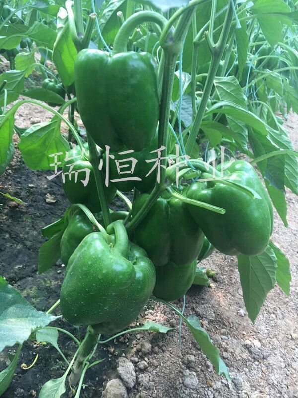 方正