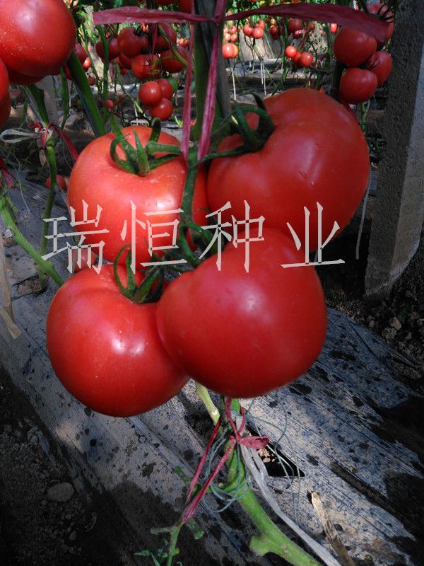 爱国者