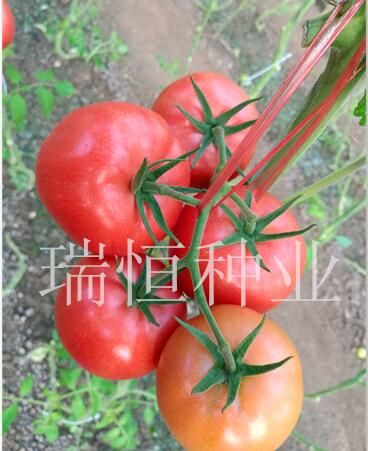 迅达1号