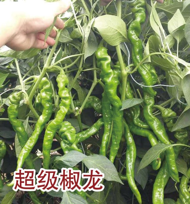 超级椒龙