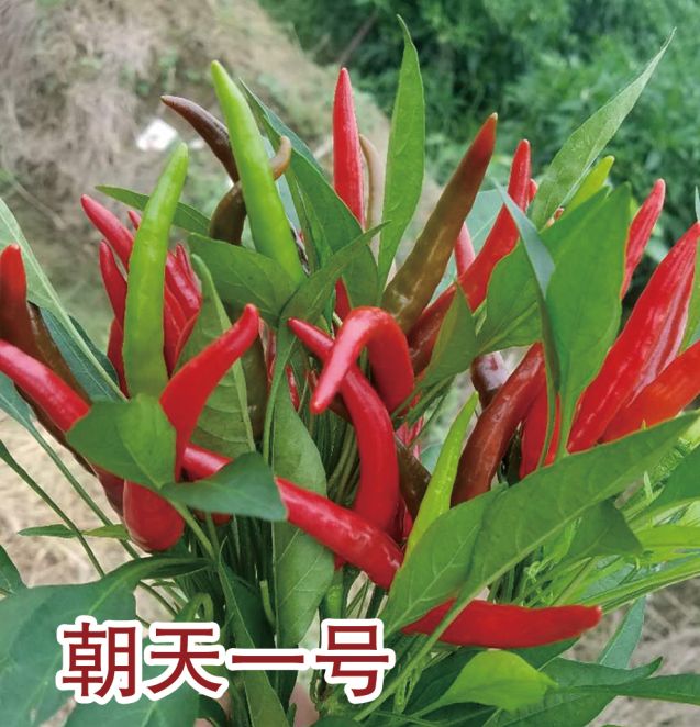 朝天一号