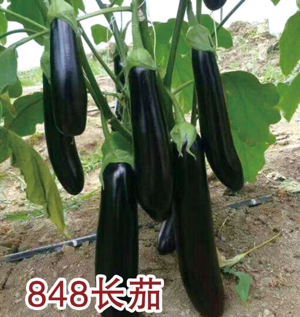 848长茄
