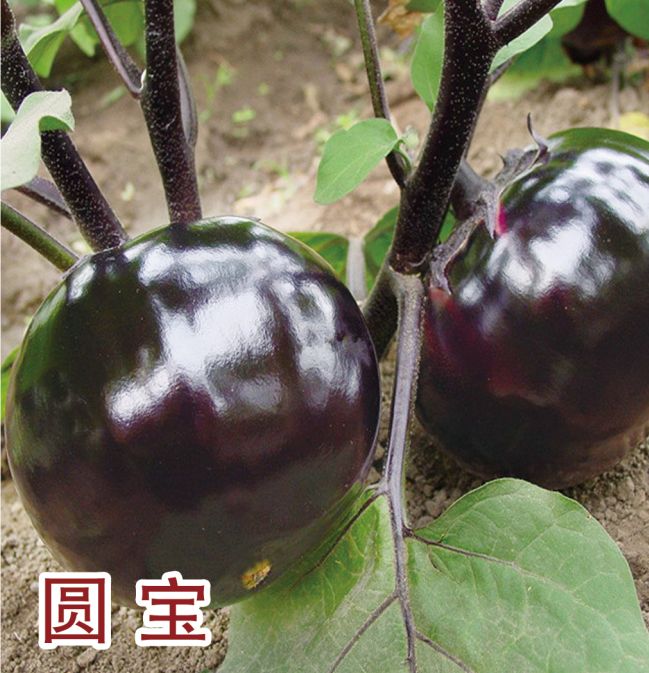 圆宝