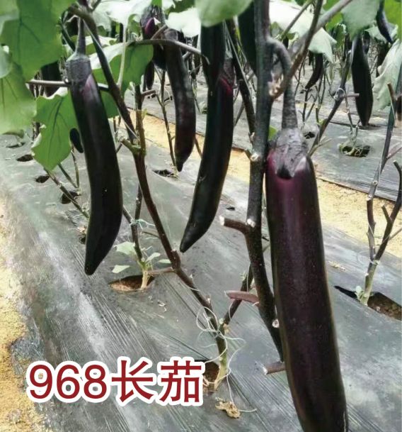 968长茄