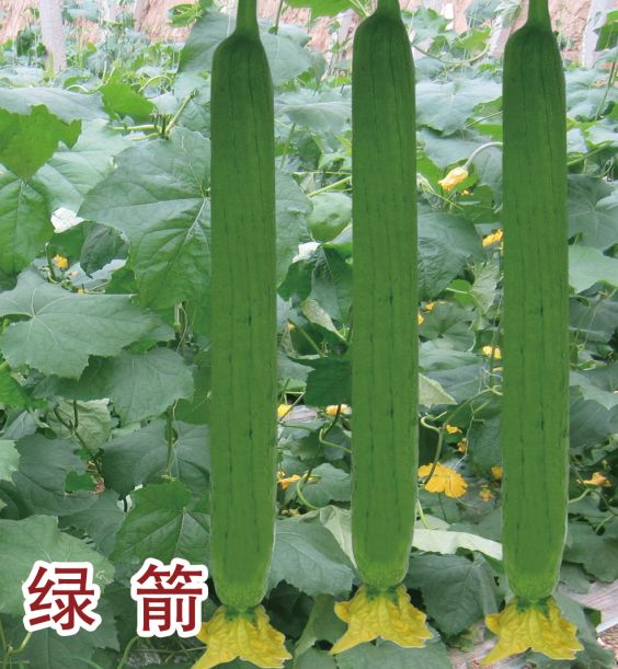 绿箭