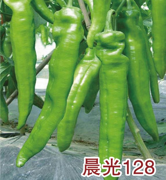 晨光128