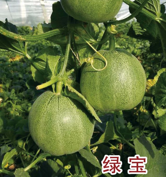 绿宝