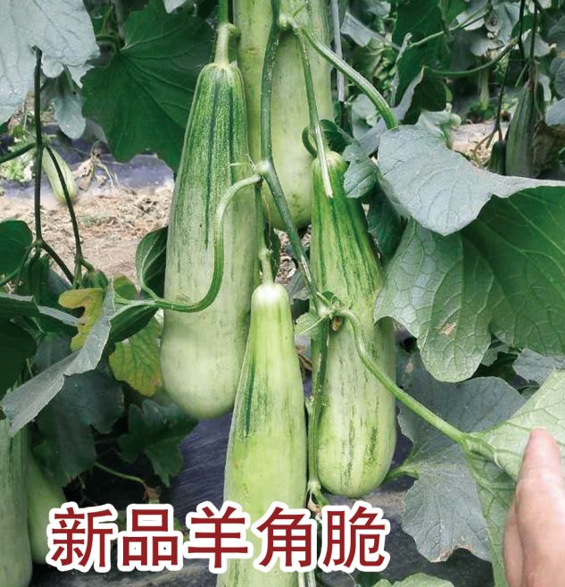 新品羊角脆