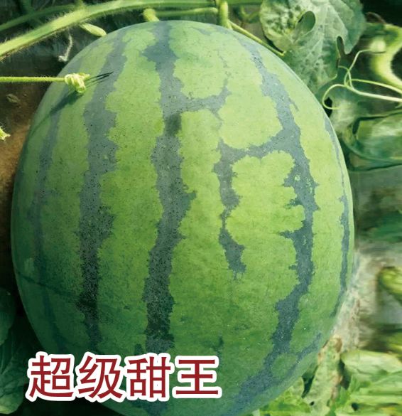 超级甜王