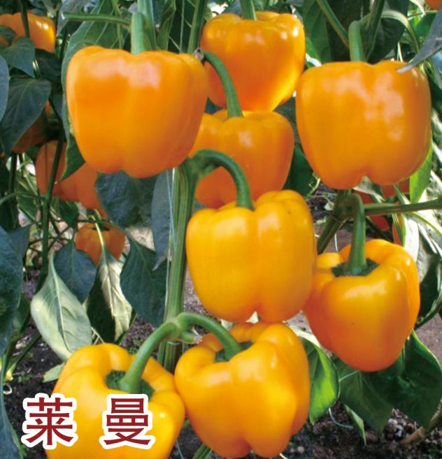 莱曼